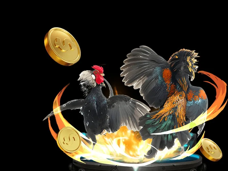 Hình ảnh cận cảnh một chú gà chọi dũng mãnh, minh họa tiêu chí đánh giá chiến kê